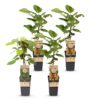 Actinidia Weiki & Hayward - Kiwi-Pflanze - 1 Männchen - 3 Weibchen - Pflanzen - Grün