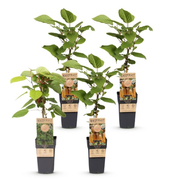 Actinidia Weiki & Hayward - Kiwi-Pflanze - 1 Männchen - 3 Weibchen - Pflanzen - Grün