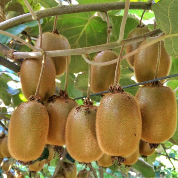 Actinidia Weiki & Hayward - Kiwi-Pflanze - 1 Männchen - 3 Weibchen - Pflanzen - Grün