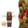 1181b3d6862447bb9c7e15902f88eb4dd22a940997d84a6e9ce1a7946a95f1c0.jpg Vaccinium mac. Early Black - Preiselbeere - Winterhart - Heidelbeere - 2 Pflanzen
