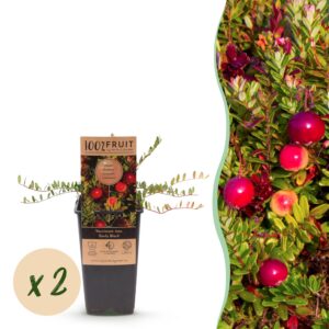 1181b3d6862447bb9c7e15902f88eb4dd22a940997d84a6e9ce1a7946a95f1c0.jpg Vaccinium mac. Early Black - Preiselbeere - Winterhart - Heidelbeere - 2 Pflanzen