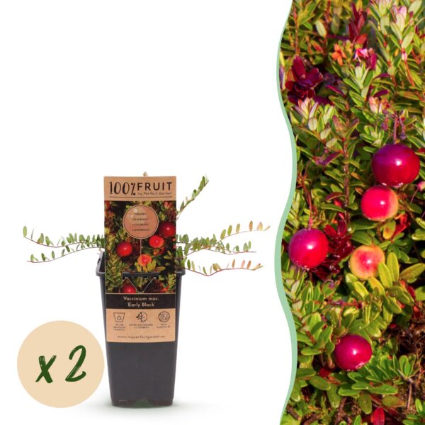 1181b3d6862447bb9c7e15902f88eb4dd22a940997d84a6e9ce1a7946a95f1c0.jpg Vaccinium mac. Early Black - Preiselbeere - Winterhart - Heidelbeere - 2 Pflanzen