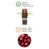 a4eb4040f6204d728c913c2fc422e1fd8bd2fa33be69410f8fe93fca8ca9e9e5.jpg Vaccinium mac. Early Black - Preiselbeere - Winterhart - Heidelbeere - 2 Pflanzen