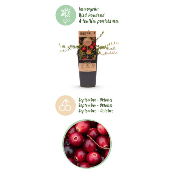 a4eb4040f6204d728c913c2fc422e1fd8bd2fa33be69410f8fe93fca8ca9e9e5.jpg Vaccinium mac. Early Black - Preiselbeere - Winterhart - Heidelbeere - 2 Pflanzen