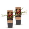 e3ae750cbd434ed6b10c827a09f818490a752ec6529c45f9b3bf316374507a37.jpg Vaccinium mac. Early Black - Preiselbeere - Winterhart - Heidelbeere - 2 Pflanzen