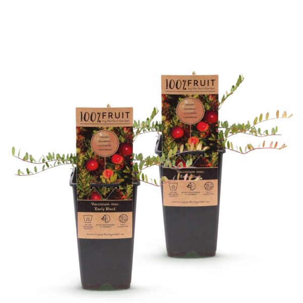 e3ae750cbd434ed6b10c827a09f818490a752ec6529c45f9b3bf316374507a37.jpg Vaccinium mac. Early Black - Preiselbeere - Winterhart - Heidelbeere - 2 Pflanzen