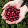 e9a9ce527b584e949ee46ca9a44f69950f22b6665a864bd5a96a41e175804522.jpg Vaccinium mac. Early Black - Preiselbeere - Winterhart - Heidelbeere - 2 Pflanzen