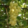 Vitis vinifera Lakemont - Traubenpflanze - Winterhart - Goldgelbe Traube - 2 Pflanzen