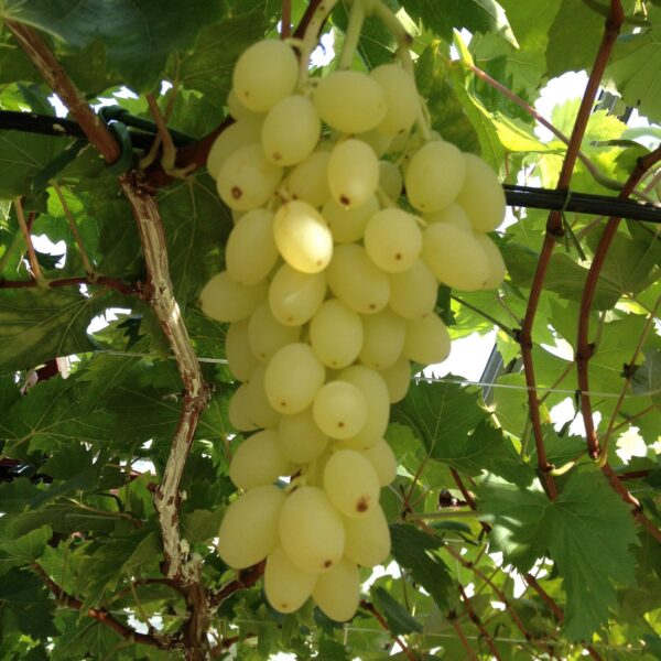Vitis vinifera Lakemont - Traubenpflanze - Winterhart - Goldgelbe Traube - 2 Pflanzen