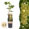 Vitis vinifera Lakemont - Traubenpflanze - Winterhart - Goldgelbe Traube - 2 Pflanzen