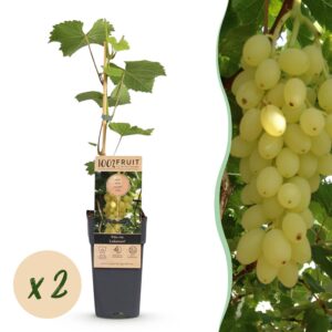 c60d1446a72947c4bc470054ad070c0490eaf4491bc34d4687332e1c2b0a2cdb.jpg Vitis vinifera Lakemont - Traubenpflanze - Winterhart - Goldgelbe Traube - 2 Pflanzen