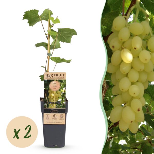 Vitis vinifera Lakemont - Traubenpflanze - Winterhart - Goldgelbe Traube - 2 Pflanzen