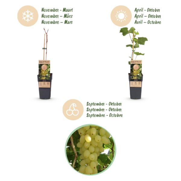 Vitis vinifera Lakemont - Traubenpflanze - Winterhart - Goldgelbe Traube - 2 Pflanzen