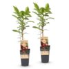 Actinidia deliciosa Ken,s Red - Kiwi Pflanze - Weiblich - Rote Früchte - 2 Pflanzen
