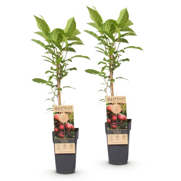 Actinidia deliciosa Ken,s Red - Kiwi Pflanze - Weiblich - Rote Früchte - 2 Pflanzen