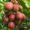 Actinidia deliciosa Ken,s Red - Kiwi Pflanze - Weiblich - Rote Früchte - 2 Pflanzen