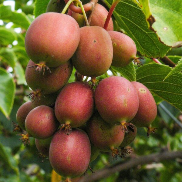 Actinidia deliciosa Ken,s Red - Kiwi Pflanze - Weiblich - Rote Früchte - 2 Pflanzen