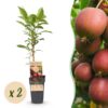 Actinidia deliciosa Ken,s Red - Kiwi Pflanze - Weiblich - Rote Früchte - 2 Pflanzen
