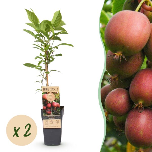 Actinidia deliciosa Ken,s Red - Kiwi Pflanze - Weiblich - Rote Früchte - 2 Pflanzen