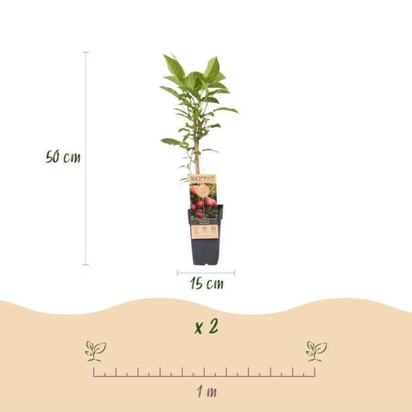 Actinidia deliciosa Ken,s Red - Kiwi Pflanze - Weiblich - Rote Früchte - 2 Pflanzen