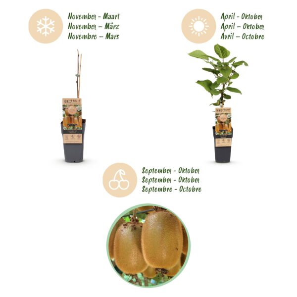 Actinidia Weiki & Hayward - Kiwi-Pflanze - 1 Männchen - 2 Weibchen - Pflanzen - Grün