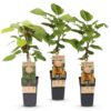 Actinidia Weiki & Hayward - Kiwi-Pflanze - 1 Männchen - 2 Weibchen - Pflanzen - Grün