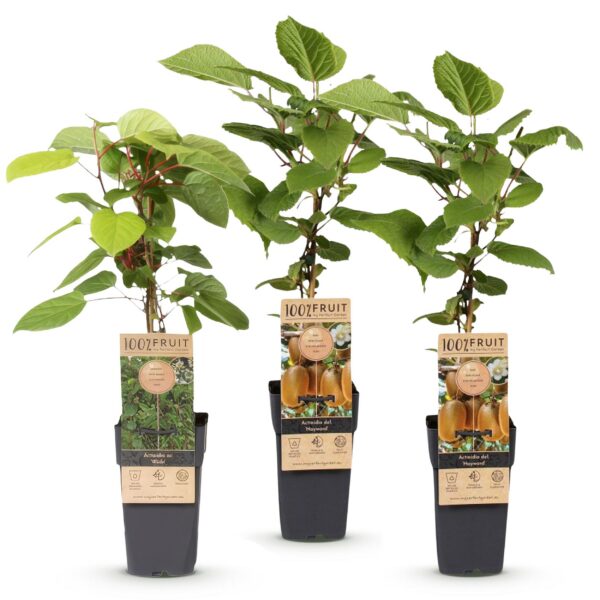 Actinidia Weiki & Hayward - Kiwi-Pflanze - 1 Männchen - 2 Weibchen - Pflanzen - Grün