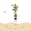 Actinidia Weiki & Hayward - Kiwi-Pflanze - 1 Männchen - 2 Weibchen - Pflanzen - Grün