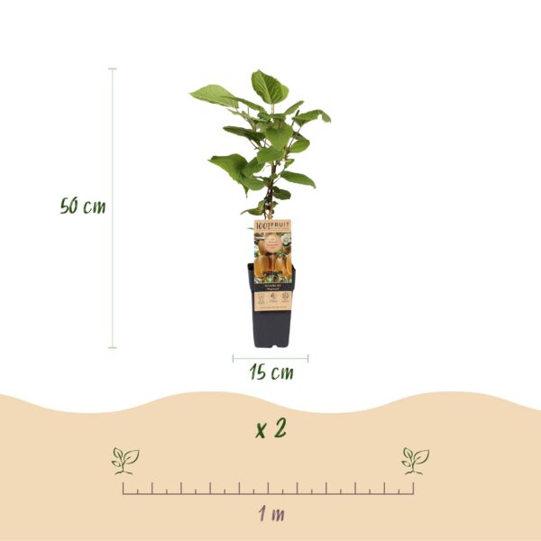 Actinidia Weiki & Hayward - Kiwi-Pflanze - 1 Männchen - 2 Weibchen - Pflanzen - Grün