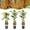Actinidia Weiki & Hayward - Kiwi-Pflanze - 1 Männchen - 2 Weibchen - Pflanzen - Grün