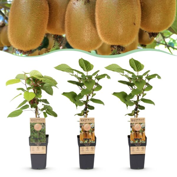 Actinidia Weiki & Hayward - Kiwi-Pflanze - 1 Männchen - 2 Weibchen - Pflanzen - Grün