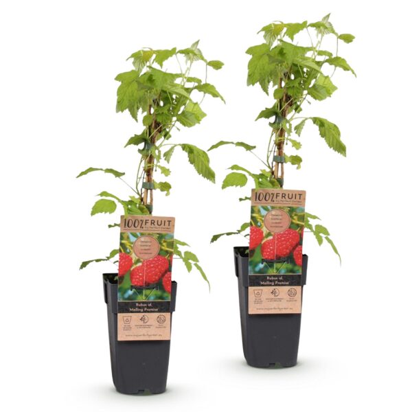 Rubus idaeus Malling Promise - Himbeerpflanze - Winterhart - Rote Himbeere - 2 Pflanzen