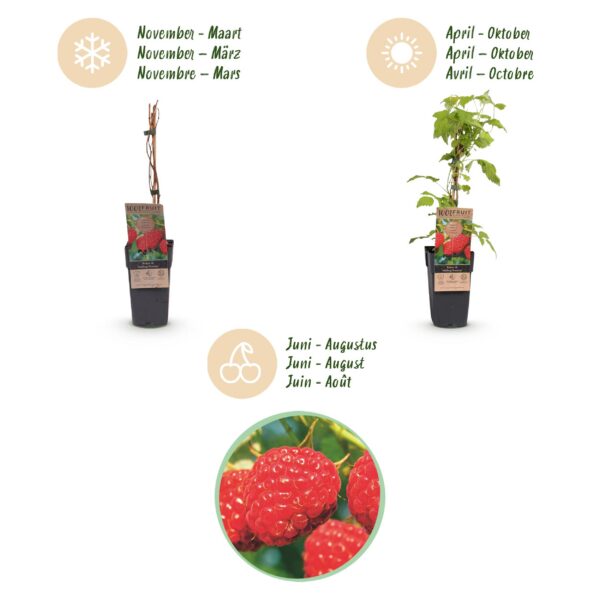 Rubus idaeus Malling Promise - Himbeerpflanze - Winterhart - Rote Himbeere - 2 Pflanzen