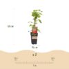 Rubus idaeus Malling Promise - Himbeerpflanze - Winterhart - Rote Himbeere - 2 Pflanzen