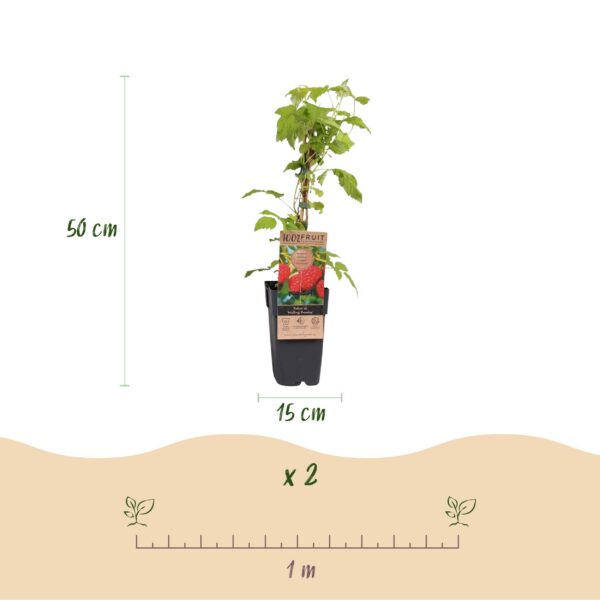Rubus idaeus Malling Promise - Himbeerpflanze - Winterhart - Rote Himbeere - 2 Pflanzen