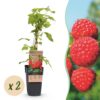 Rubus idaeus Malling Promise - Himbeerpflanze - Winterhart - Rote Himbeere - 2 Pflanzen