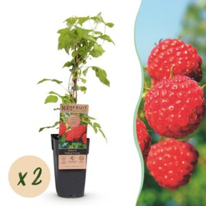 b58e5384072f4f86a136ed151e601425d8121d469f514c3b8e4244e43d538898.jpg Rubus idaeus Malling Promise - Himbeerpflanze - Winterhart - Rote Himbeere - 2 Pflanzen