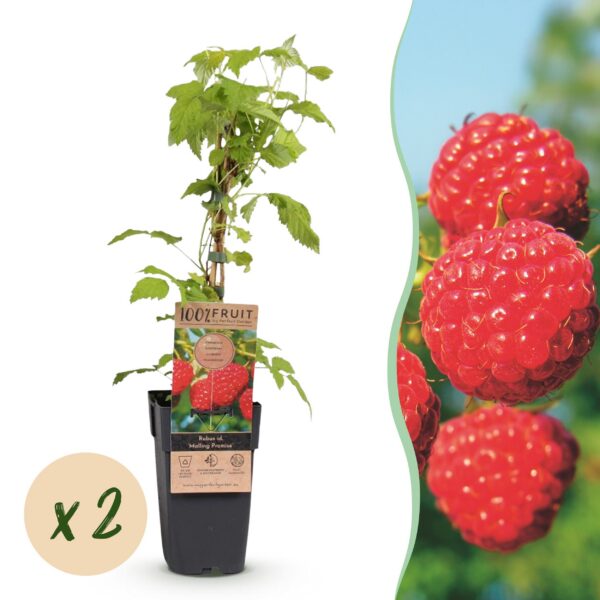 Rubus idaeus Malling Promise - Himbeerpflanze - Winterhart - Rote Himbeere - 2 Pflanzen
