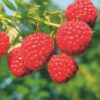 Rubus idaeus Malling Promise - Himbeerpflanze - Winterhart - Rote Himbeere - 2 Pflanzen