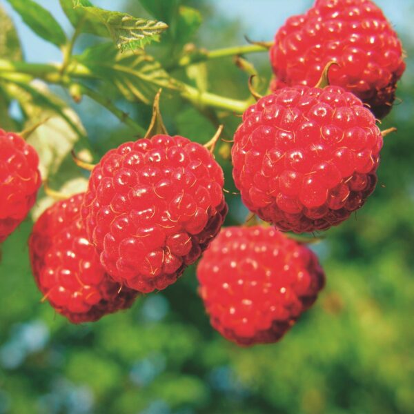 Rubus idaeus Malling Promise - Himbeerpflanze - Winterhart - Rote Himbeere - 2 Pflanzen