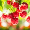 Rubus idaeus Ottawa - Himbeerpflanze - Winterhart - Rote Himbeere - 2 Pflanzen