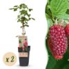 Rubus log. Tayberry - Brombeere - Hardy - Lila Himbeere - 2 Pflanzen