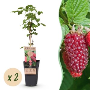 37e8d7acf70e4488a7931a3b4fae29a3a81f124b3fbe4ad090a6eee1059cd452.jpg Rubus log. Tayberry - Brombeere - Hardy - Lila Himbeere - 2 Pflanzen
