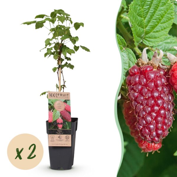 Rubus log. Tayberry - Brombeere - Hardy - Lila Himbeere - 2 Pflanzen