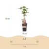 Rubus log. Tayberry - Brombeere - Hardy - Lila Himbeere - 2 Pflanzen