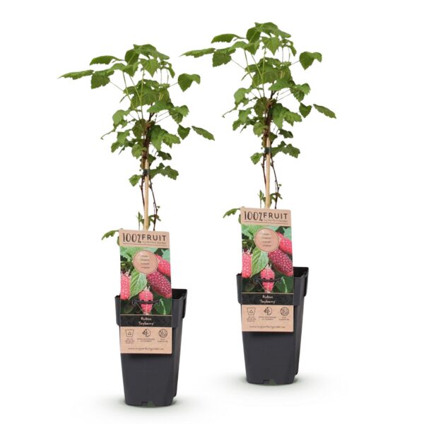 Rubus log. Tayberry - Brombeere - Hardy - Lila Himbeere - 2 Pflanzen