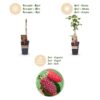 Rubus log. Tayberry - Brombeere - Hardy - Lila Himbeere - 2 Pflanzen