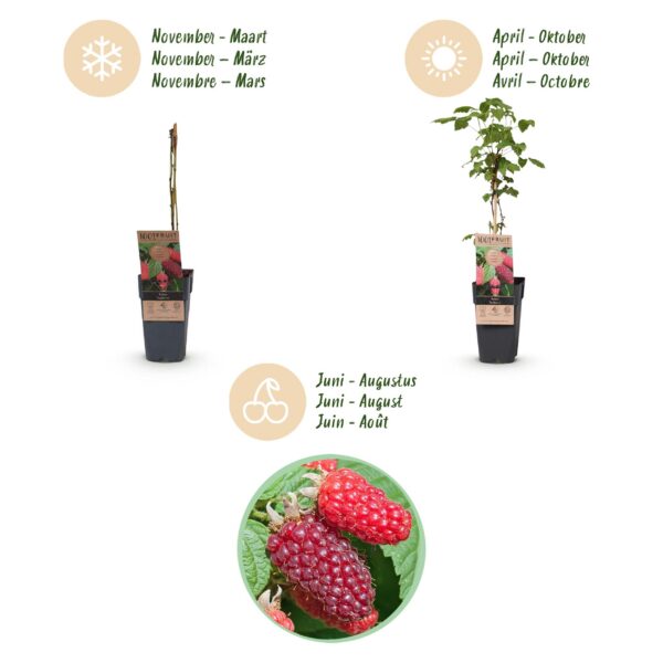 Rubus log. Tayberry - Brombeere - Hardy - Lila Himbeere - 2 Pflanzen