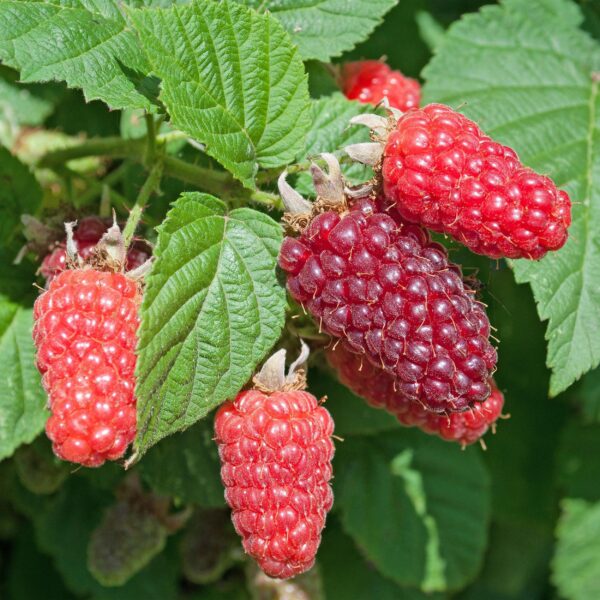 Rubus log. Tayberry - Brombeere - Hardy - Lila Himbeere - 2 Pflanzen