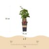 Rubus phoenicolasius - Japanische Weinbeere - Hardy - Leuchtend rote Himbeere - 2 Pflanzen